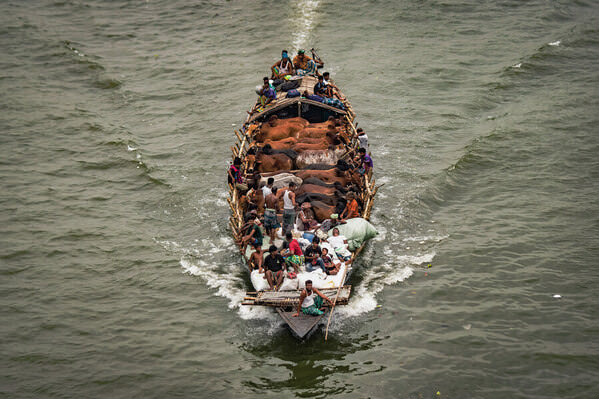 Photograph Mahin Rahaman Trawler Of Cattle on One Eyeland