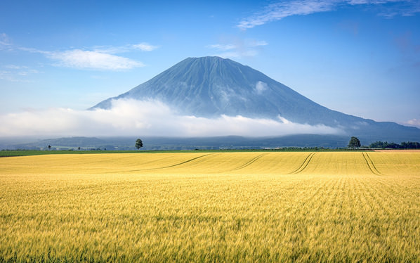 Photograph Yuusei Nagahata Wheat Field Nearing Harvest on One Eyeland