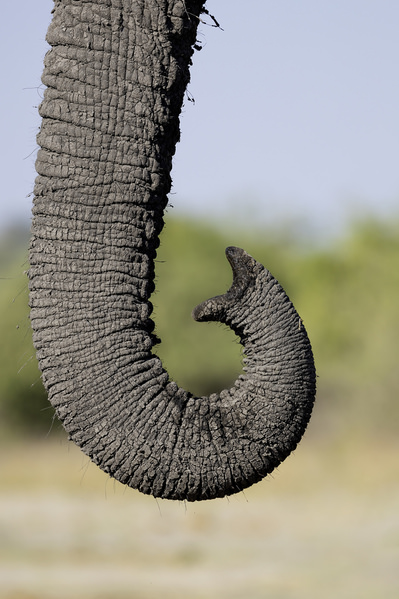 Photograph Jeff Grabert Elephant Trunk on One Eyeland