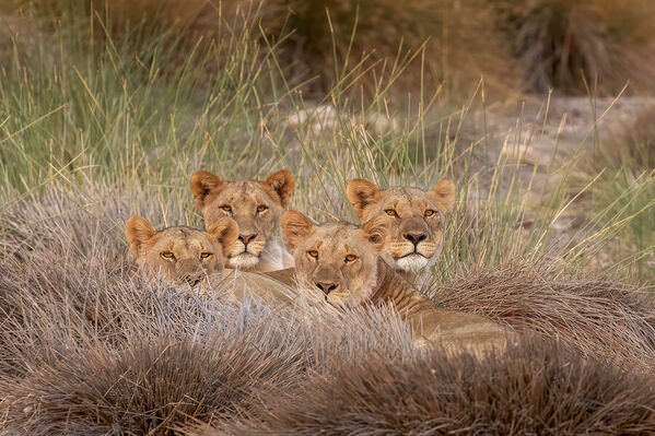 Photograph Jeff Grabert Lions On The Grass on One Eyeland