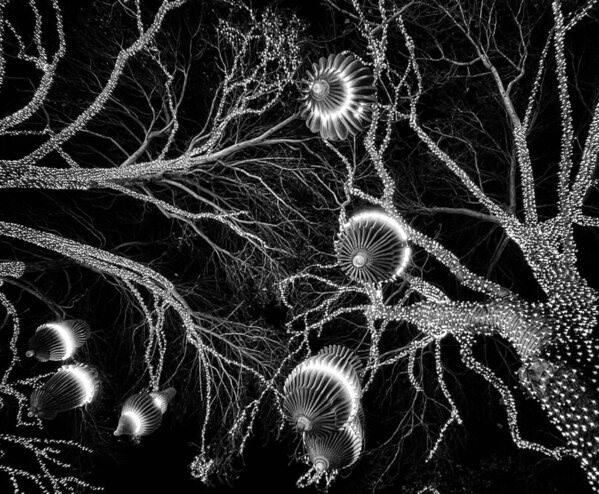 Photograph Iuliia Akhulkova Lux In Tenebris on One Eyeland