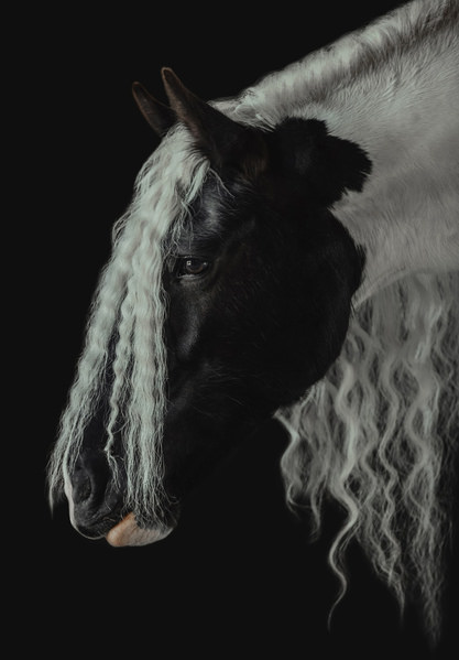 Photograph Helga Madajova Beauty Of Irish Cob on One Eyeland