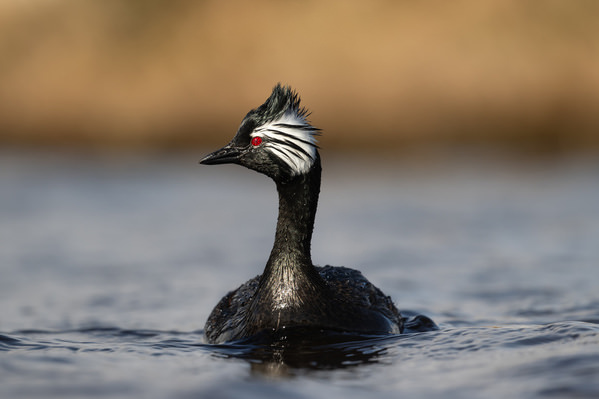Photograph Andy Pollard Adult White Tufted Grebe on One Eyeland