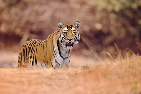 Photograph Plaban Dattagupta Untitled on One Eyeland