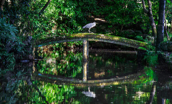 Photograph Mel Yukiina Heron Crossing The Bridge on One Eyeland