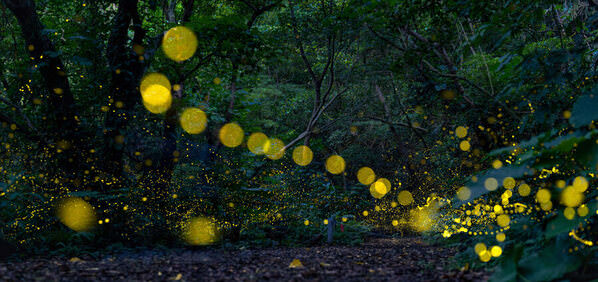 Photograph Hidekazu Nagai Dance Of The Fireflies on One Eyeland