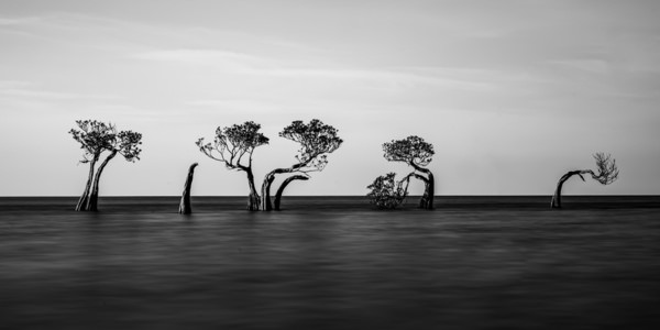 Photograph Ryuhei Suguri Mangrove Serenity on One Eyeland