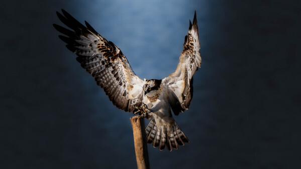 Photograph Fuji Mon Descending Wings on One Eyeland