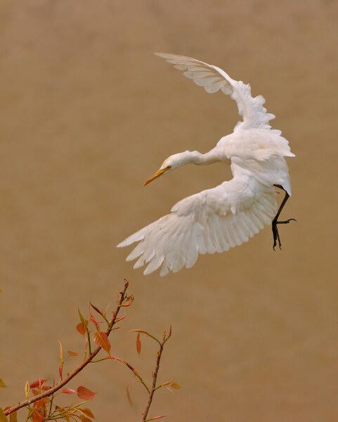 Photograph Plaban Dattagupta Untitled on One Eyeland