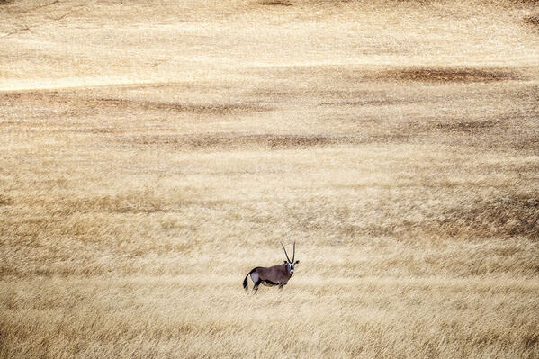 Photograph Eugenia Kyriakopoulou Oryx on One Eyeland