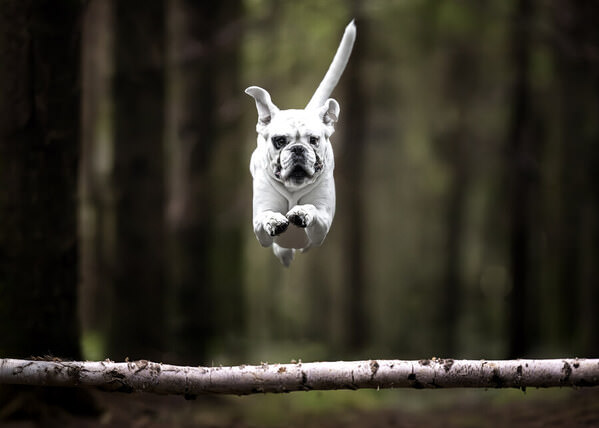 Photograph Mike Kremer Boxer Power on One Eyeland