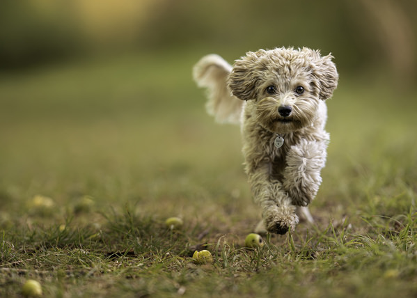 Photograph Mike Kremer Cute Maltipoo on One Eyeland