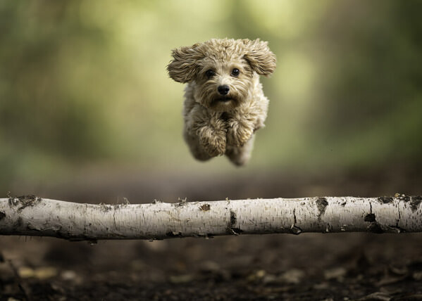 Photograph Mike Kremer Jumping Maltipoo on One Eyeland