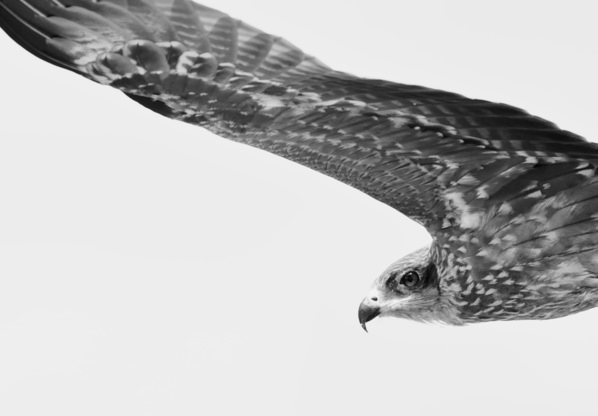 Photograph Plaban Dattagupta Untitled on One Eyeland