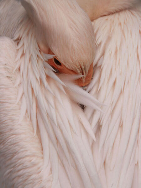 Photograph Marina Fomicheva Pink Pelican on One Eyeland