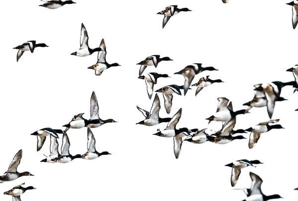 Photograph Cedrik Hersperger Birds In Black on One Eyeland