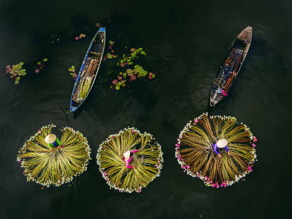 Photograph Bui Viet Hung Harvesting Water Lilies on One Eyeland