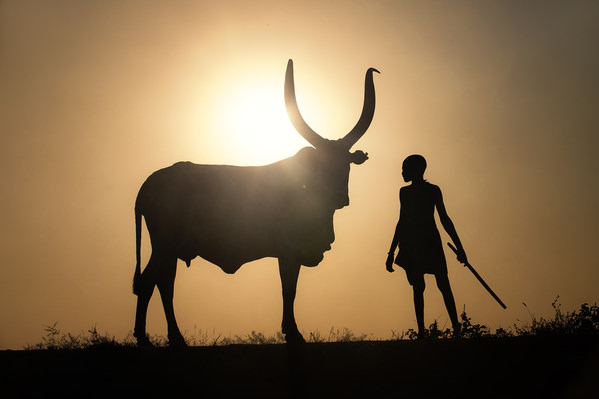 Photograph Svetlin Yosifov Two Masters Of The Cattle Camp on One Eyeland