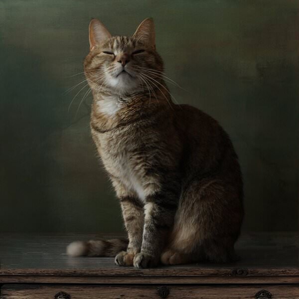 Photograph Kira Ivanova My Cat on One Eyeland