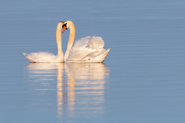 Photograph Allan Andersen Two Swans on One Eyeland