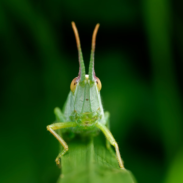 Photograph Hiro Hiro Grasshopper on One Eyeland