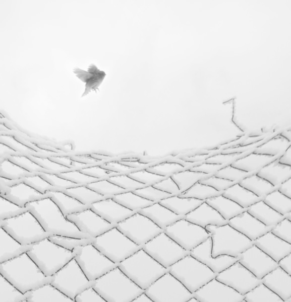 Photograph Mostafa Nodeh Freedom on One Eyeland