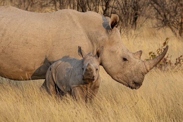 Photograph Jeff Grabert Baby Rhino on One Eyeland