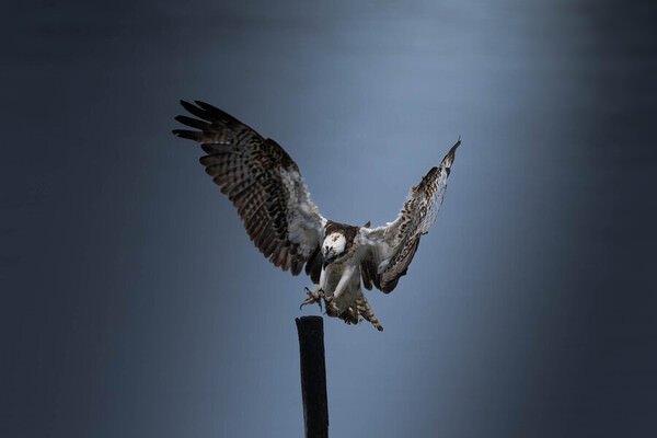 Photograph Fuji Mon A Descending Osprey on One Eyeland