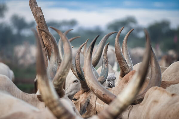 Photograph Svetlin Yosifov Mundari Boy In A Forest Of Horns on One Eyeland