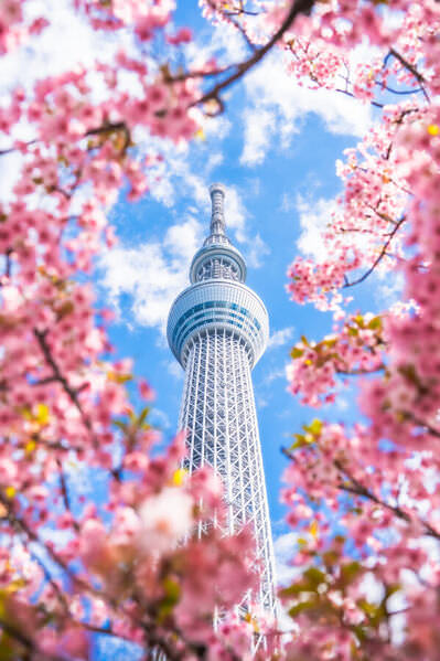Photograph Tamau Tamau Tokyo Sky Tree on One Eyeland