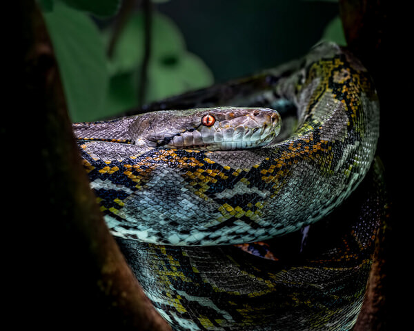 Photograph Ryuhei Suguri Snake on One Eyeland