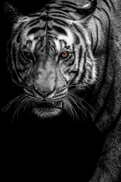 Photograph Ryuhei Suguri Tiger on One Eyeland