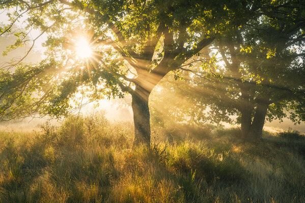 Photograph Benjamin Hoeger Beam Me Up on One Eyeland