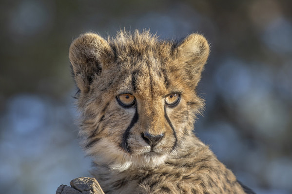 Photograph Jeff Grabert Cheetah Cub on One Eyeland