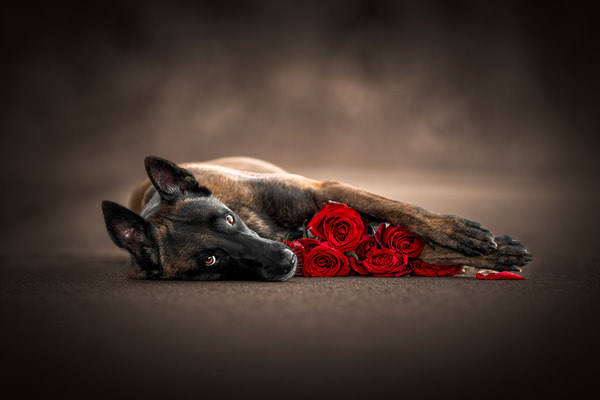 Photograph Lucie Nermutova Roses And Silence on One Eyeland