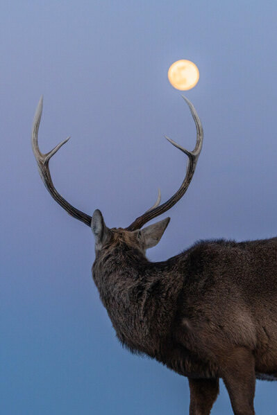 Photograph Hidekazu Nagai Crowned By The Moon on One Eyeland