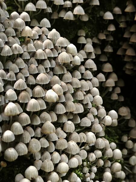 Photograph Tatiana Potapenko Mushroom on One Eyeland