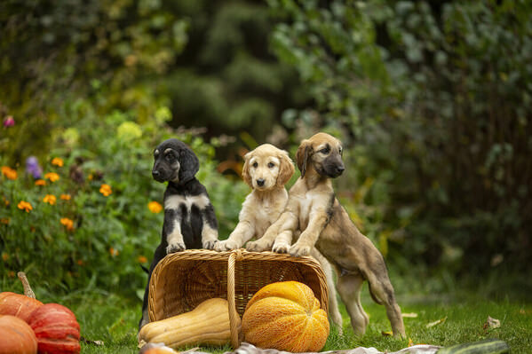 Photograph Olga Sofronova Dog on One Eyeland