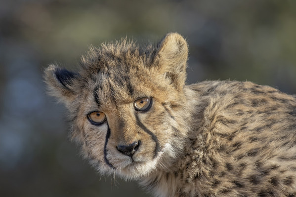 Photograph Jeff Grabert Cheetah Cub Ii on One Eyeland