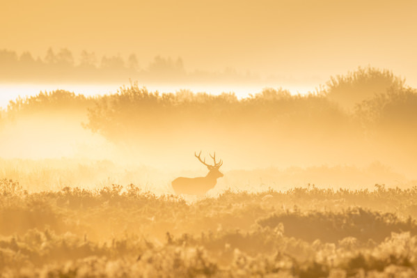 Photograph Allan Andersen Golden Hour Stag on One Eyeland