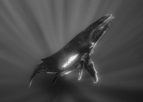 Photograph Chen Wen Hua Whispers In The Light Of A Humpback Whale on One Eyeland