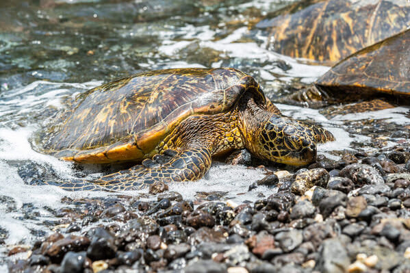 Photograph Arianna Grainey Maui Turtle Day on One Eyeland