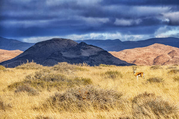 Photograph Eugenia Kyriakopoulou Springbok on One Eyeland