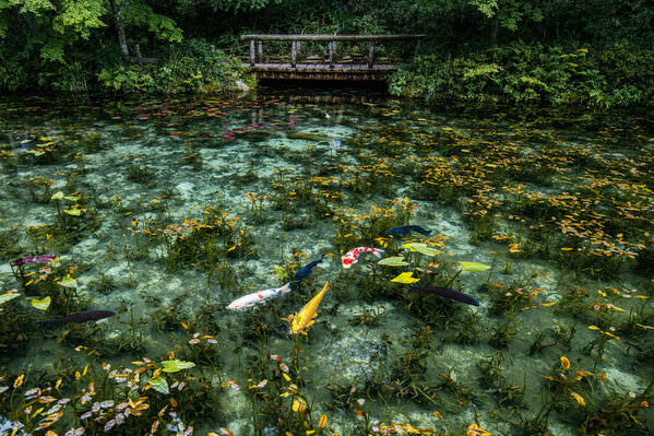 Photograph Mel Yukiina Monets Pond on One Eyeland