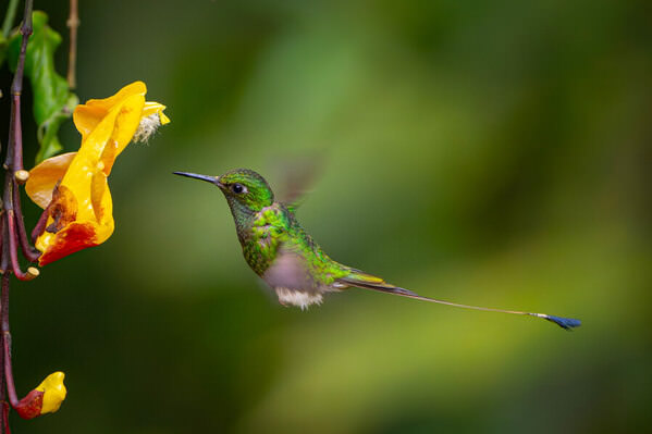 Photograph Daniel Santiana Mindo Hummingbird on One Eyeland