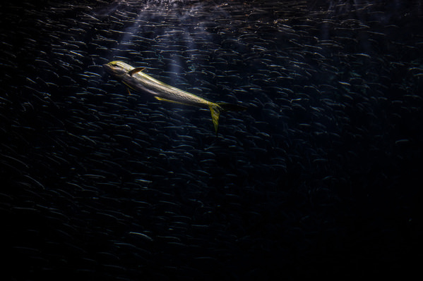 Photograph Setsuna Kurouzu Deep Blue Sea on One Eyeland