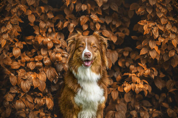 Photograph Lucie Nermutova When Nature Paints With Autumn Colors on One Eyeland