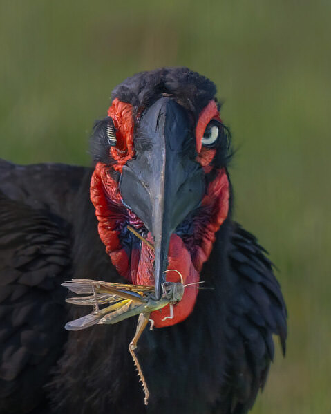 Photograph Rohan Shah A Midday Snack on One Eyeland