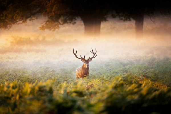 Photograph Guido Frazzini Stag At Dawn on One Eyeland