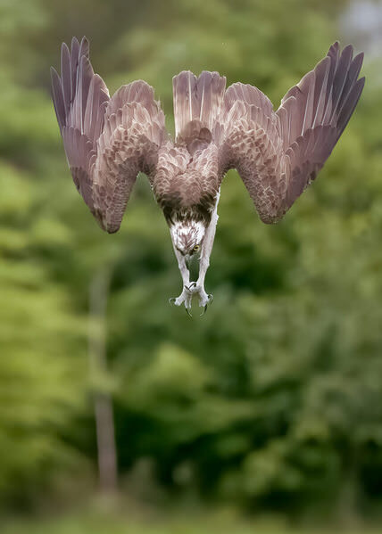 Photograph Guido Frazzini Dive on One Eyeland